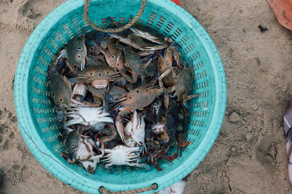 Marché aux crabes et île des Lapins - Kep, Cambodge